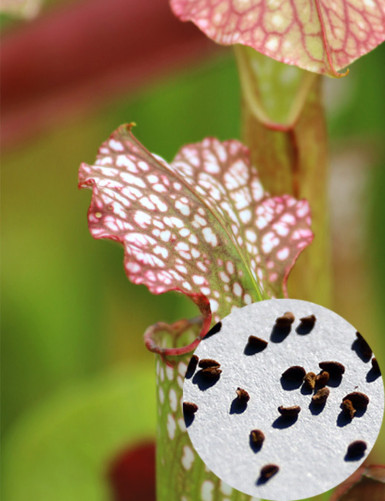 Semillas de Sarracenia x...