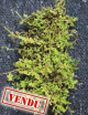Plaque xaxim entière - Selaginella uncinata  -