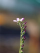 Drosera capensis géant plante carnivore