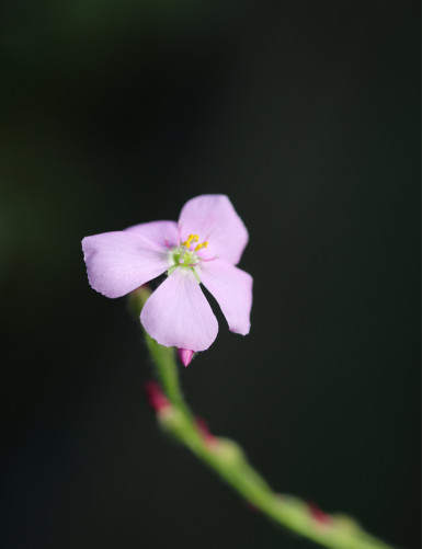 Drosera capensis 'feuilles poilues' plante carnivore
