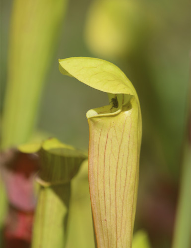 Sarracenia alata citronela