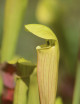Sarracenia alata citronela