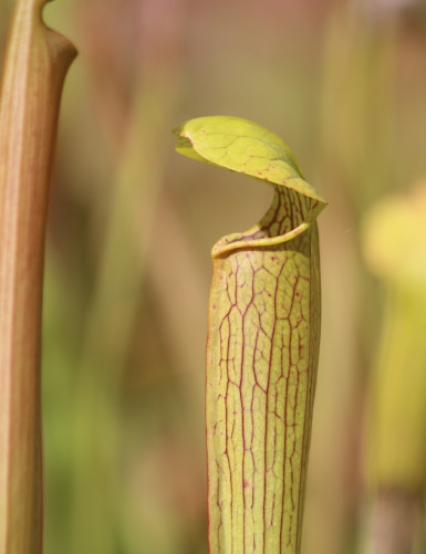 Plante carnivore Sarracenia alata citronelle