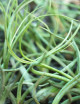 Tillandsia baileyi - 20 a 25 cm