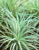 Tillandsia Houston fille de l'air