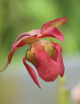 Graines de Sarracenia leucophylla 'white top' x (x mitchelliana) Plante carnivore