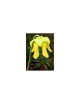 Sarracenia Flava var. maxima seeds