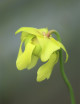 Graines de Sarracenia oreophila sand montain Plante carnivore