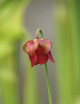 Graines de Sarracenia rubra ssp. wherryi Plante carnivore