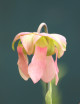 Semillas de Sarracenia x 'Daniel Rudd'