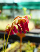 Graines de Sarracenia x (x excellens x readii) Plante carnivore