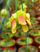 Graines de Sarracenia x Moorei Plante carnivore