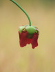 Semillas Sarracenia x stevensii, variedad blanca