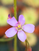 Graines de Drosera aliciae Plante carnivore