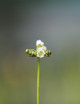 Semillas Drosera binata Monte Ruapehu