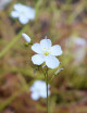 Graines de Drosera binata 'Marston Dragon' Plante carnivore