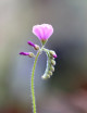 Graines de Drosera capensis "feuilles poilues" Plante carnivore