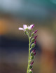 Graines de Drosera capensis géant Plante carnivore