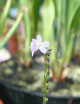 Semillas Drosera filiformis roja