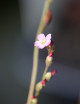 Drosera tokaiensis seeds