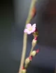 Drosera tokaïensis plante carnivore