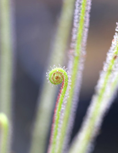 Drosera filiformis Clone 2 plante carnivore