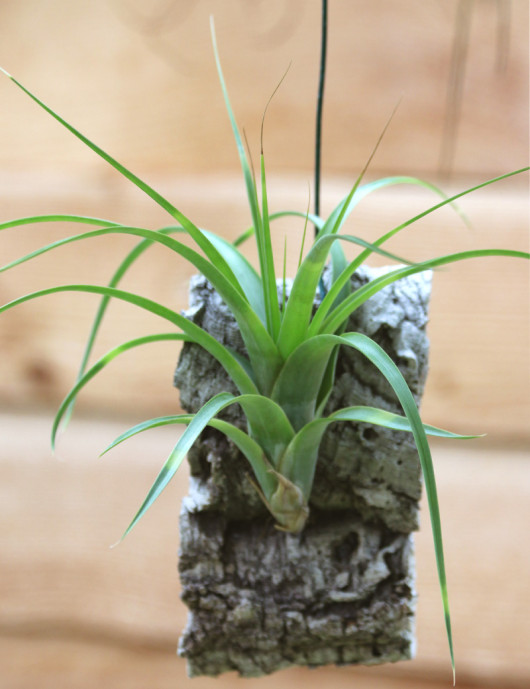 Tillandsia polystachia rooted