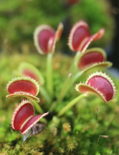 Dionaea muscipula 'Dentate' Clone 2 Plante carnivore
