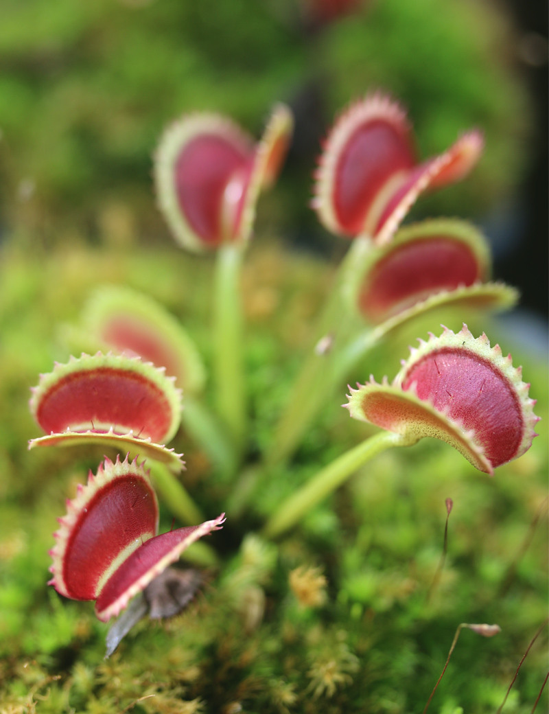 Dionaea muscipula 'Dentate' Clone 2 Plante carnivore