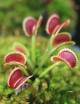 Dionaea muscipula 'Dentate' Clone 2 Plante carnivore