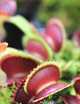 Dionaea muscipula 'Dentate' Clone 2 Plante carnivore