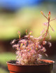 Drosera madagascariensis plante carnivore