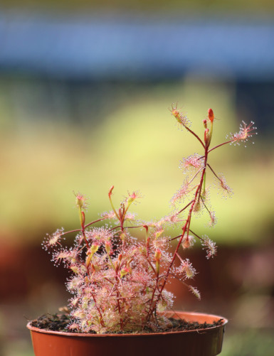 Drosera madagascariensis plante carnivore