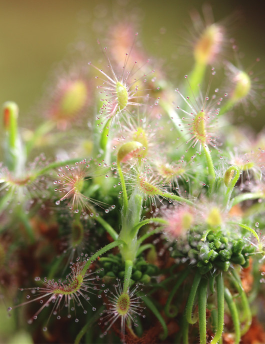 Drosera scorpioides plante carnivore