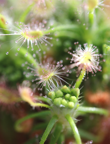 Drosera scorpioides plante carnivore