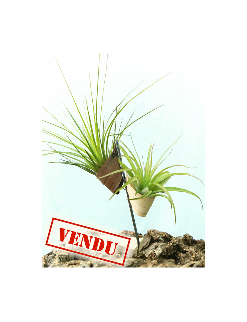 Tillandsia présentés - "Vertu"