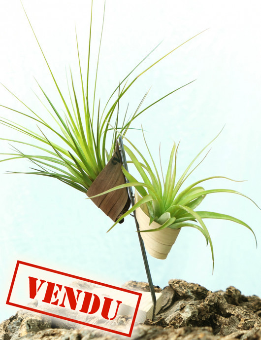 Tillandsia présentés - "Vertu"