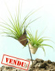 Tillandsia présentés - "Vertu"