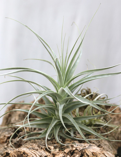 Tillandsia straminea fille de l'air