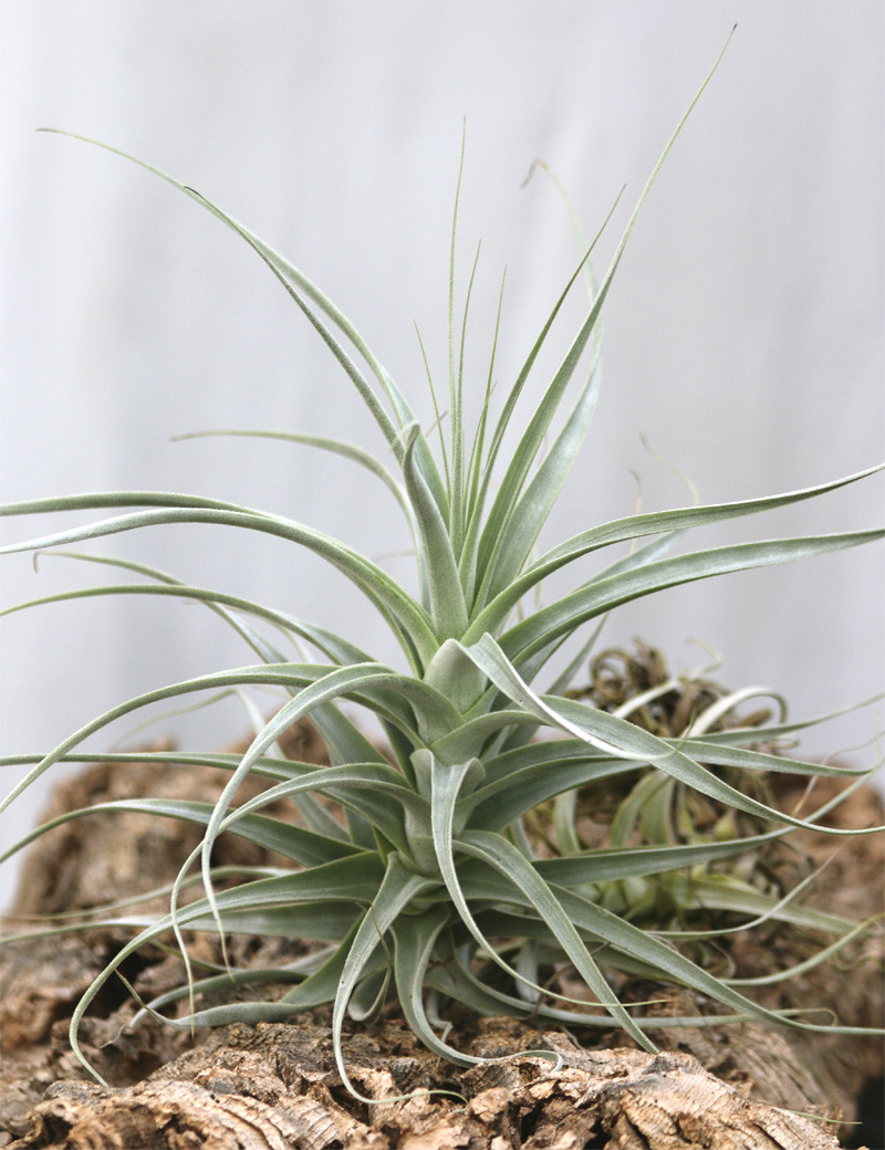Tillandsia straminea fille de l'air