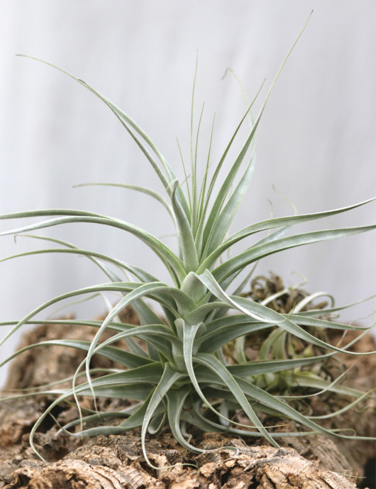 Tillandsia straminea fille de l'air