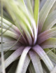 Tillandsia "Double ruth"