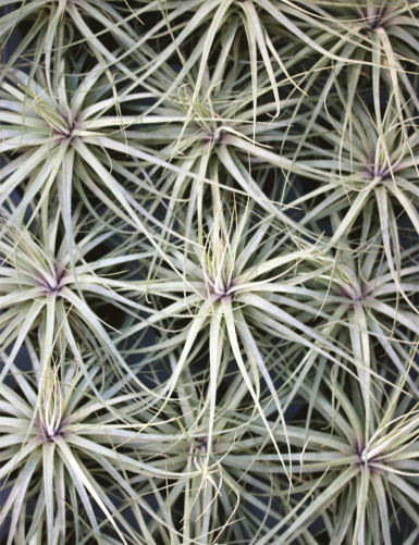 Tillandsia "Double ruth"