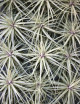 Tillandsia "Double ruth"