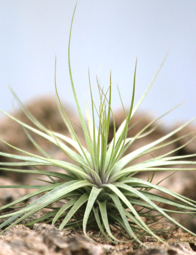 Tillandsia "Double ruth"