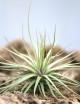 Tillandsia "Double ruth"