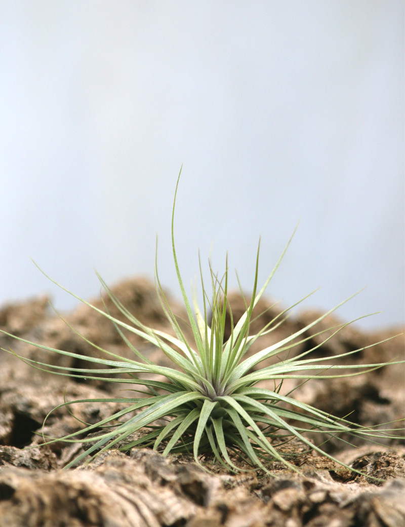 Tillandsia "Double ruth"
