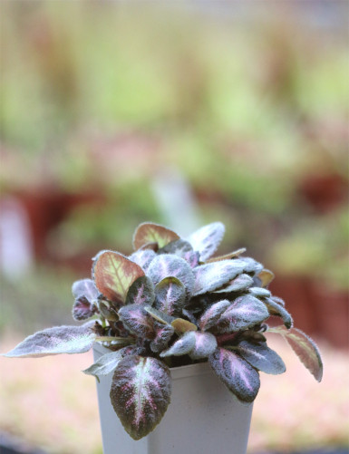 Episcia cupreata
