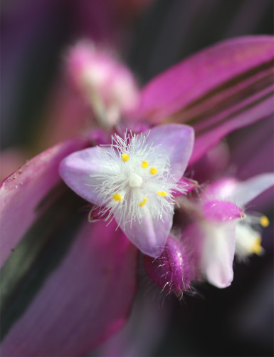 Tradescantia nanouk