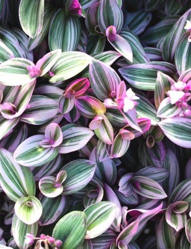 Plantes terrariums Tradescantia nanouk